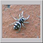 Salticus scenicus - Springspinne 01.jpg